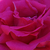 Roza - Vrtnica plezalka - Zéphirine Drouhin